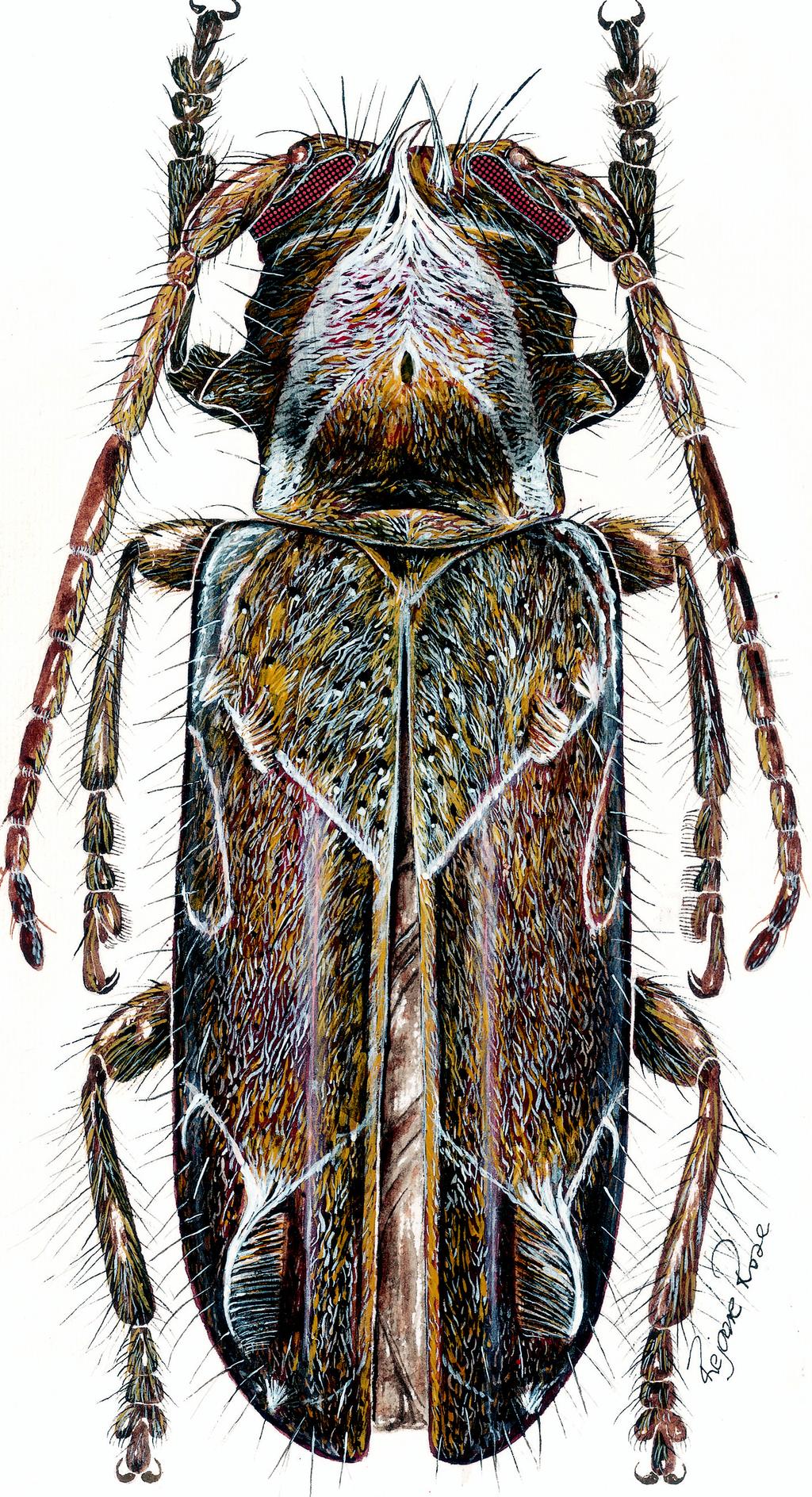 Cerambycidae (Coleoptera) da Colômbia. VI. Lamiinae com unhas... 257 brilhantes. Distingue-se de D. (D.