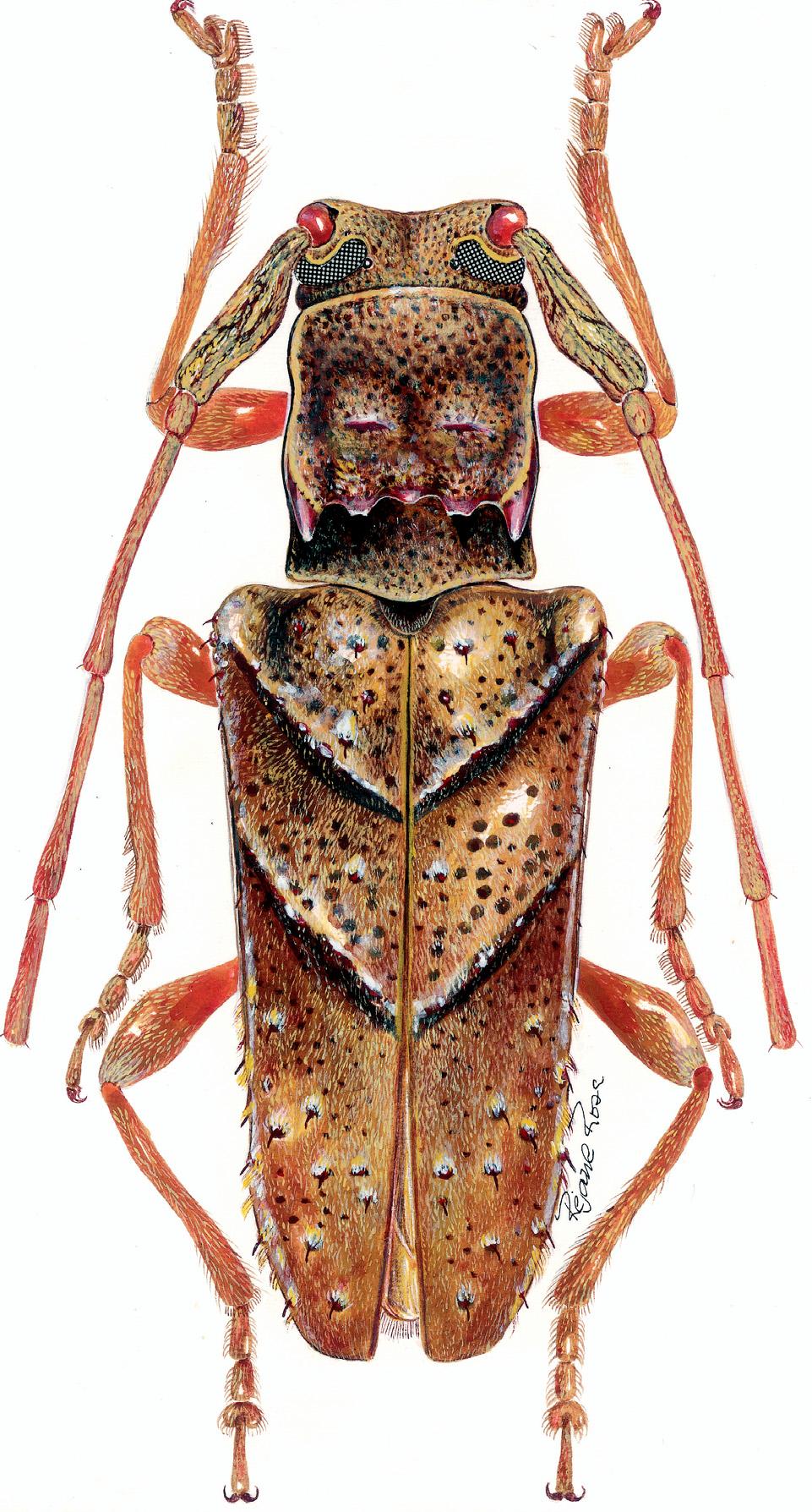 260 GALILEO & MARTINS Anhanga diabolica sp. nov. (Fig. 2). Tegumento avermelhado. Cabeça revestida por pubescência ferruginosa, mais esparsa na fronte.