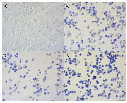 A figura 2 mostra micrografias representativas dos grupos experimentais para o cálculo da viabilidade celular, onde as células vivas não apresentam coloração como visualizadas no grupo controle