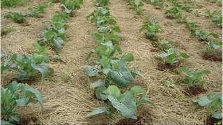 de-obra Aradura, gradagem,, enxada rotativa Capina manual, sacho e enxada Cultivo mecanizado Mão-de-obra (D/H/ha) Cultura Herbicida + cap.