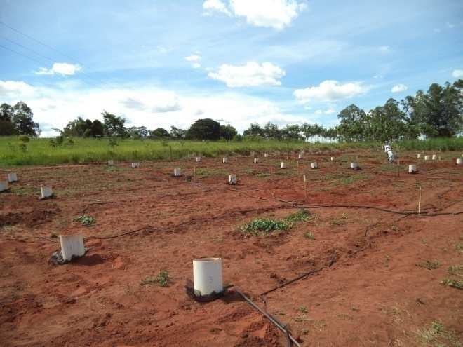 12 O solo do local foi preparado em setembro de 2013, por meio de uma aração e uma gradagem. A aração foi realizada com arado de aiveca, onde cerca de 30 cm do solo foi movimentado.