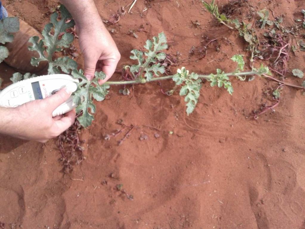 3.4.9 Análise química das folhas Aos 50 dias após o plantio, foram retiradas 16 folhas de cada parcela para análise foliar.