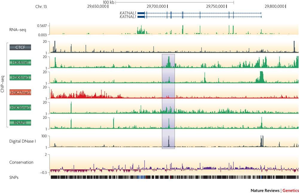 UCSC Genome Browser