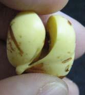 hilo (D); início do processo de protrusão da raiz (E); um dia após a semeadura (F); quatro dias após a semeadura (G); (rd: radícula, rz: raiz; hd: hilo no diásporo, ee: eixo embrionário, tg: