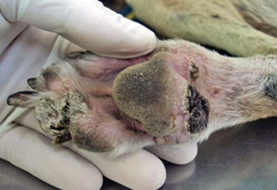Eritema Multiforme (EM) é incomum em cães e gatos e acomete somente 0,4% e 0,11%, respectivamente, de todos os casos examinados na prática dermatológica canina e felina (2).