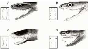 3º) (Ufsc 1996) Um dos gêneros de ofídios encontra- dos em Santa Catarina é o BOTHROPS, sendo um exemplo comum a jararaca.