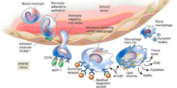 Endotélio Introdução Papel crítico na hemostasia Importante na composição da estrutura glomerular e filtração