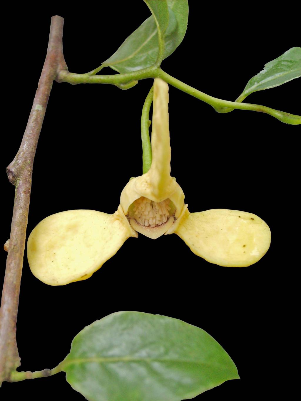 ANNONACEAE 9