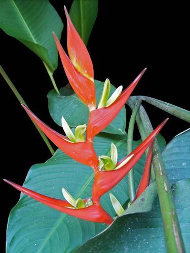 GESNERIACEAE 191 Heliconia