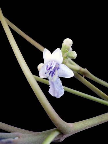 LAMIACEAE 202