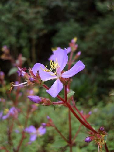 clinopodifolia