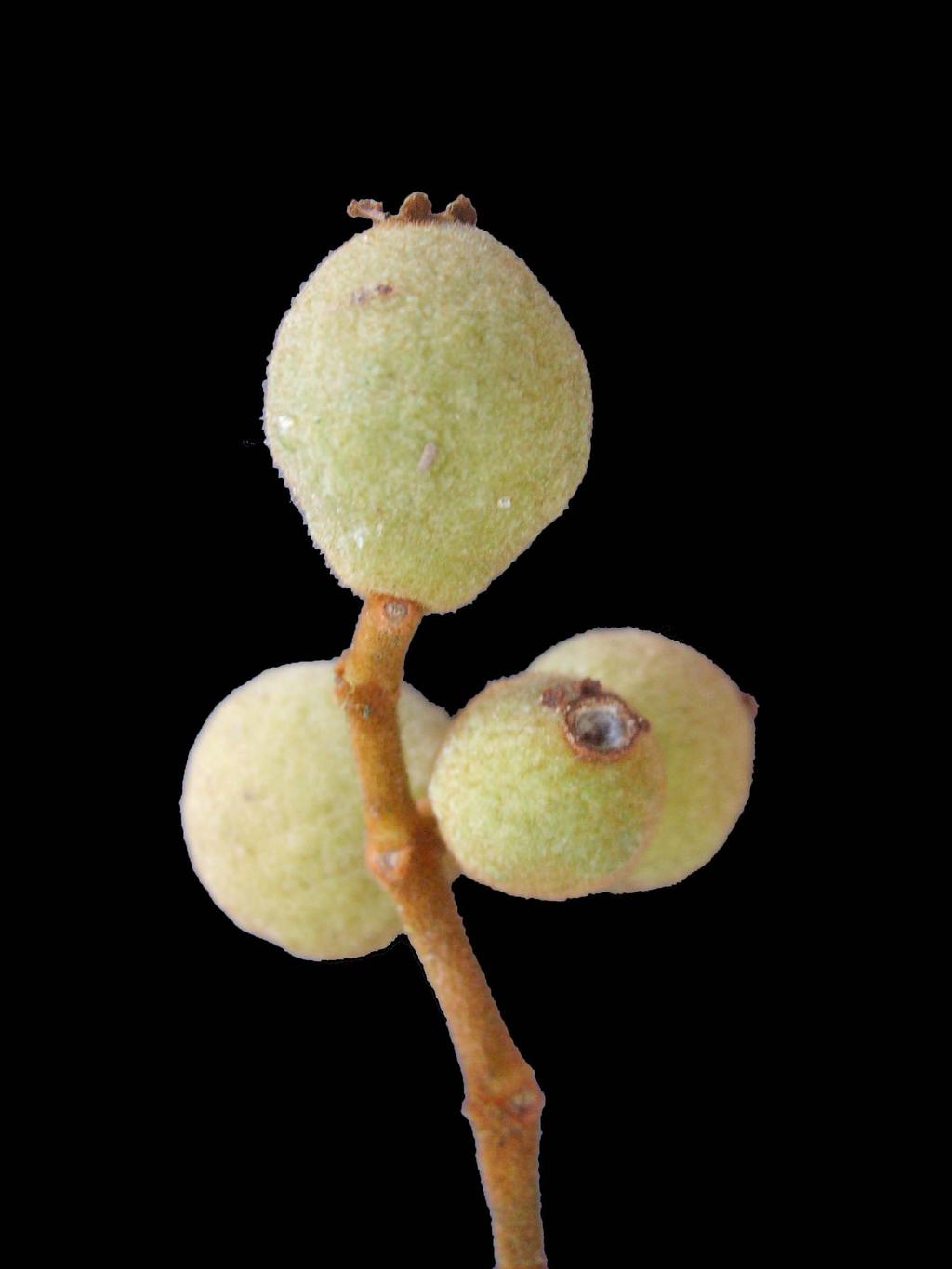 Sorocea bonplandii 270