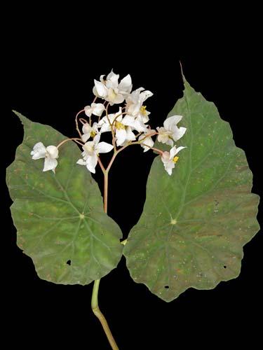 Begonia cucullata Begonia