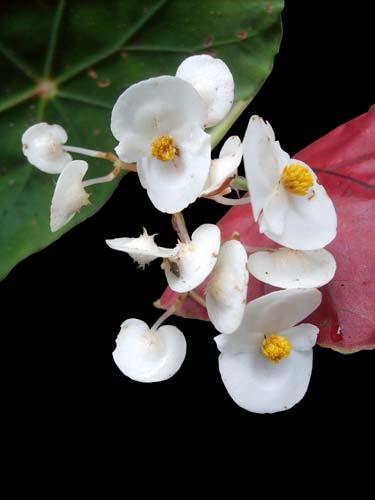 radicans 64 Begonia