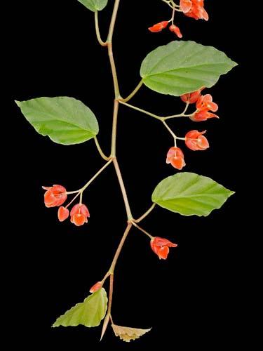 hammoniae 69 Begonia