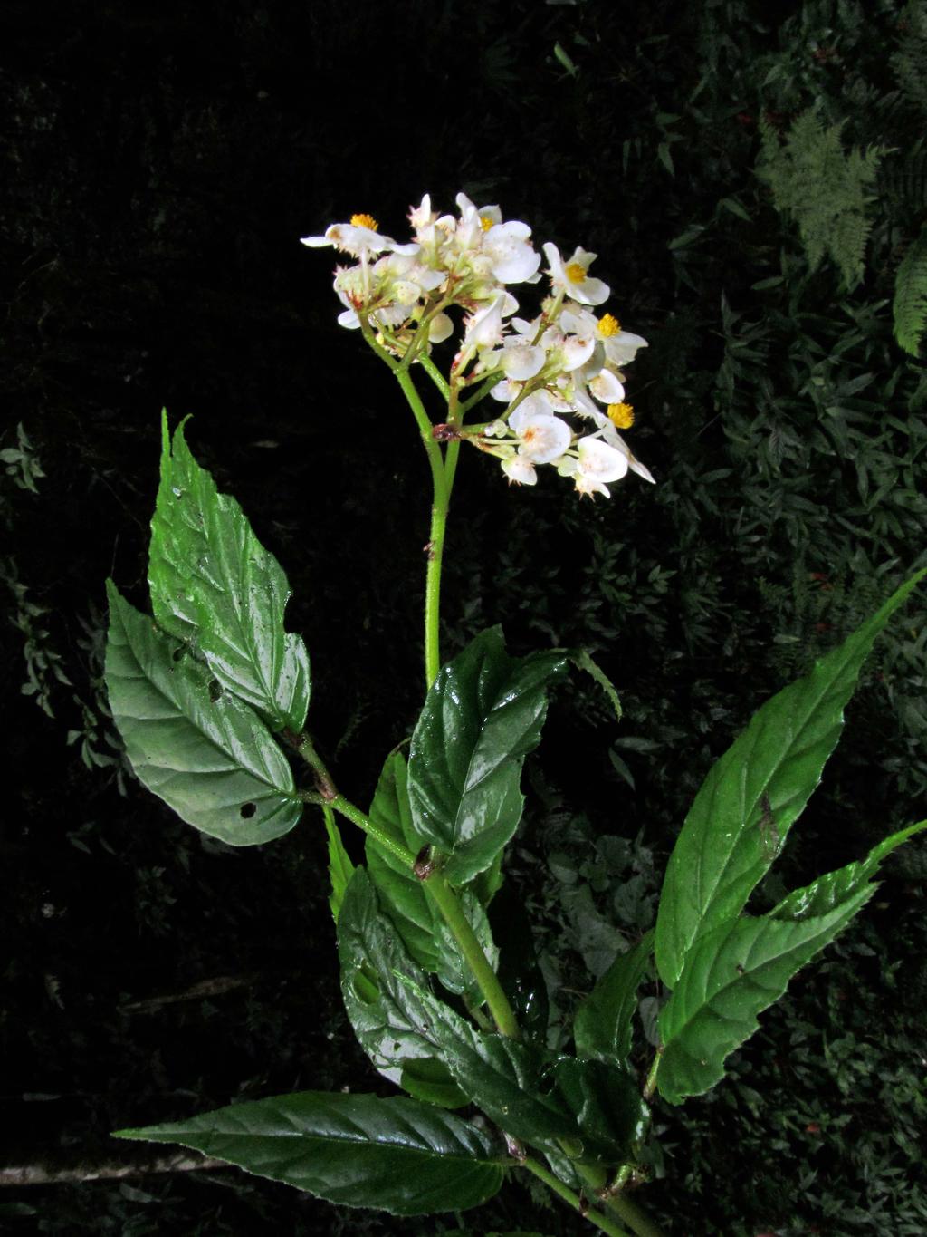 cordifolia BASELLACEAE 78