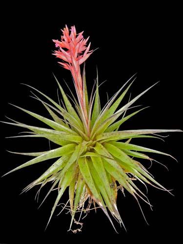 Tillandsia