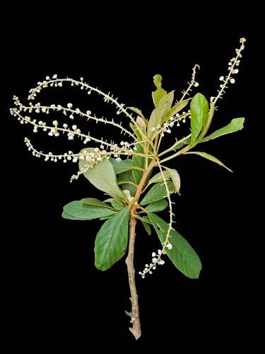 scabra CLETHRACEAE