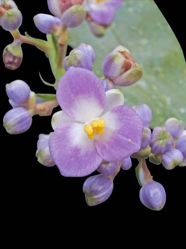 Ipomoea cairica