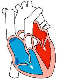 Ciclo cardíaco Sístole auricular Sístole ventricular constituído por: duas sístoles uma diástole As aurículas