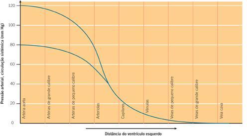 Como funciona o coração?