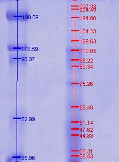 Figura 10. SDS-PAGE a 10% de proteínas de oocistos esporulados de Cystoisospora felis.