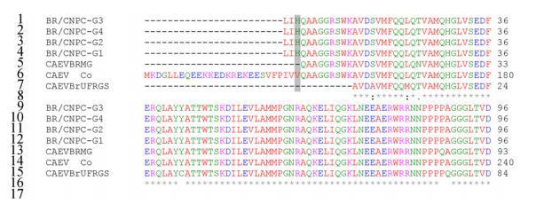 95 Fig. 3. Alignment of deduced amino acid sequences from the capsid protein of SRLV strains. Asterisks indicate identity between the strains. 4.