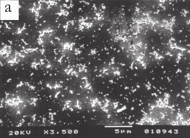 Micrografia dos filmes: a) 10 depósitos obtidos da suspensão de com concentração de 17,4 mmol L -1 a 700 C