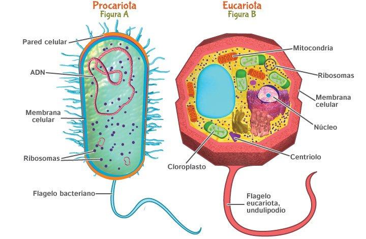 Diferenças entre células de