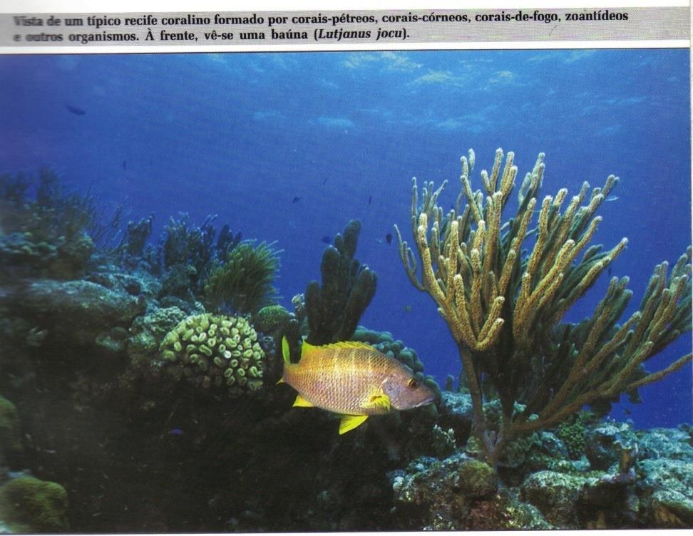 04 tipos: Corais pétreos (pólipos que exibem uma taça com elevações radiais corais calcários