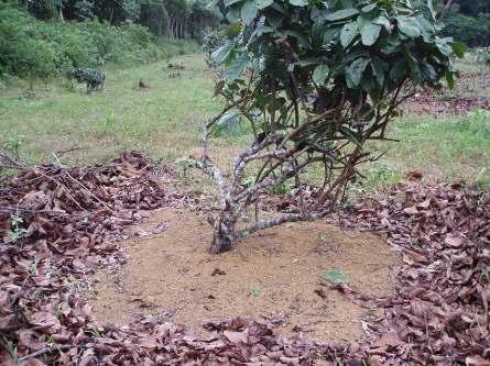 14 Manejo integrado de plantas daninhas em guaranazais Mecânico Não pode haver a interferência das plantas daninhas na área de crescimento de raízes, especialmente durante a fase de crescimento