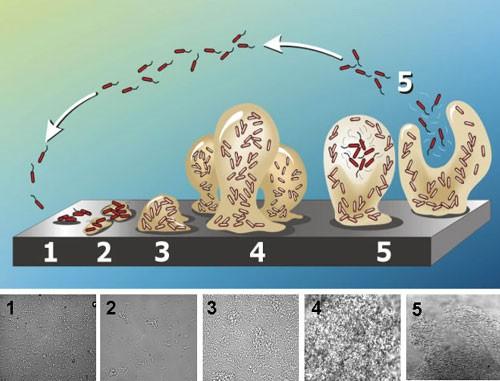 Biofilmes Cooperação metabólica e disponibilidade de nutrientes Protecção contra: Radiações UV Fagocitose Desidratação Predadores Antimicrobianos Os principais componentes estruturais de biofilmes