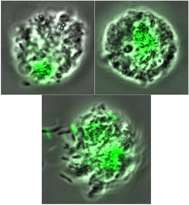 Replicação de legionelas em células eucariotas: estratégia essencial de virulência A capacidade inata das legionelas conseguirem replicar-se em diferentes protozoa equipou estas bactérias