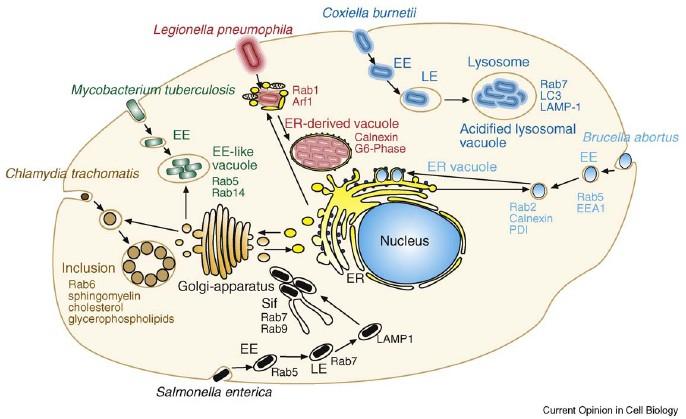Replicação de legionelas em células eucariotas: estratégia essencial de virulência Bactérias que foram internalizadas por células eucarióticas necessitam de evitar a fusão com o lisossoma ou