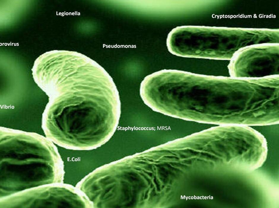 Legionela de organismo ambiental a agente patogénico acidental Replicação de legionelas em células eucariotas: estratégia
