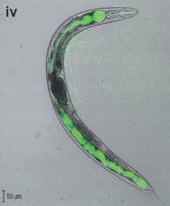 elegans é um hospedeiro metazoário de legionelas http://www.