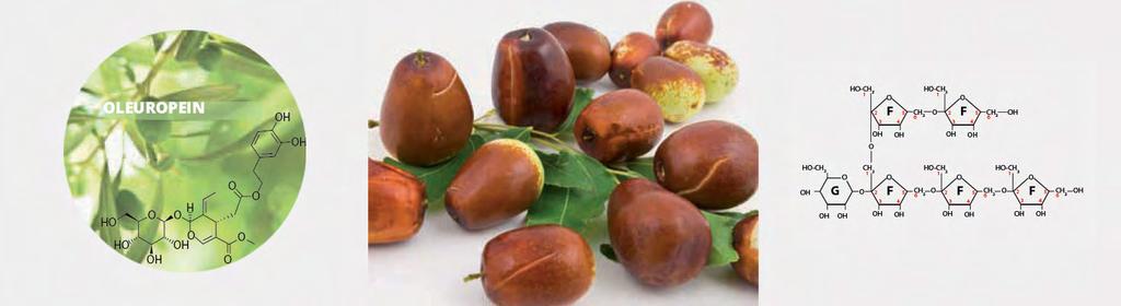 PRINCIPAIS ATIVOS DE PROTEOLEA PROTEOLEA possui uma associação única de extrato das folhas de oliveira, extrato de jujuba e Levan, que age de forma inovadora na neutralização dos primeiros sinais do