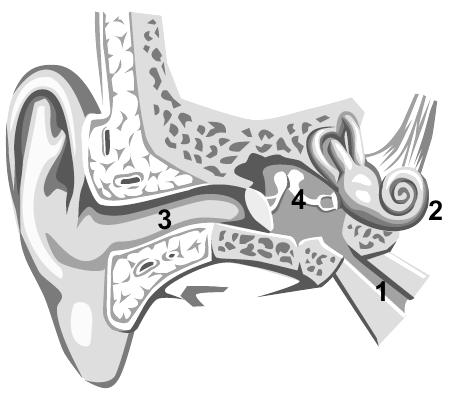 De acordo com a figura, responda: a) Qual número identifica a região produtora de cera na orelha? Qual a função dessa cera? b) Qual número indica a localização dos receptores para audição?