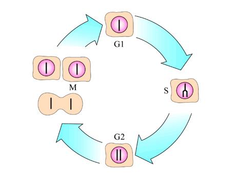 Controle do ciclo