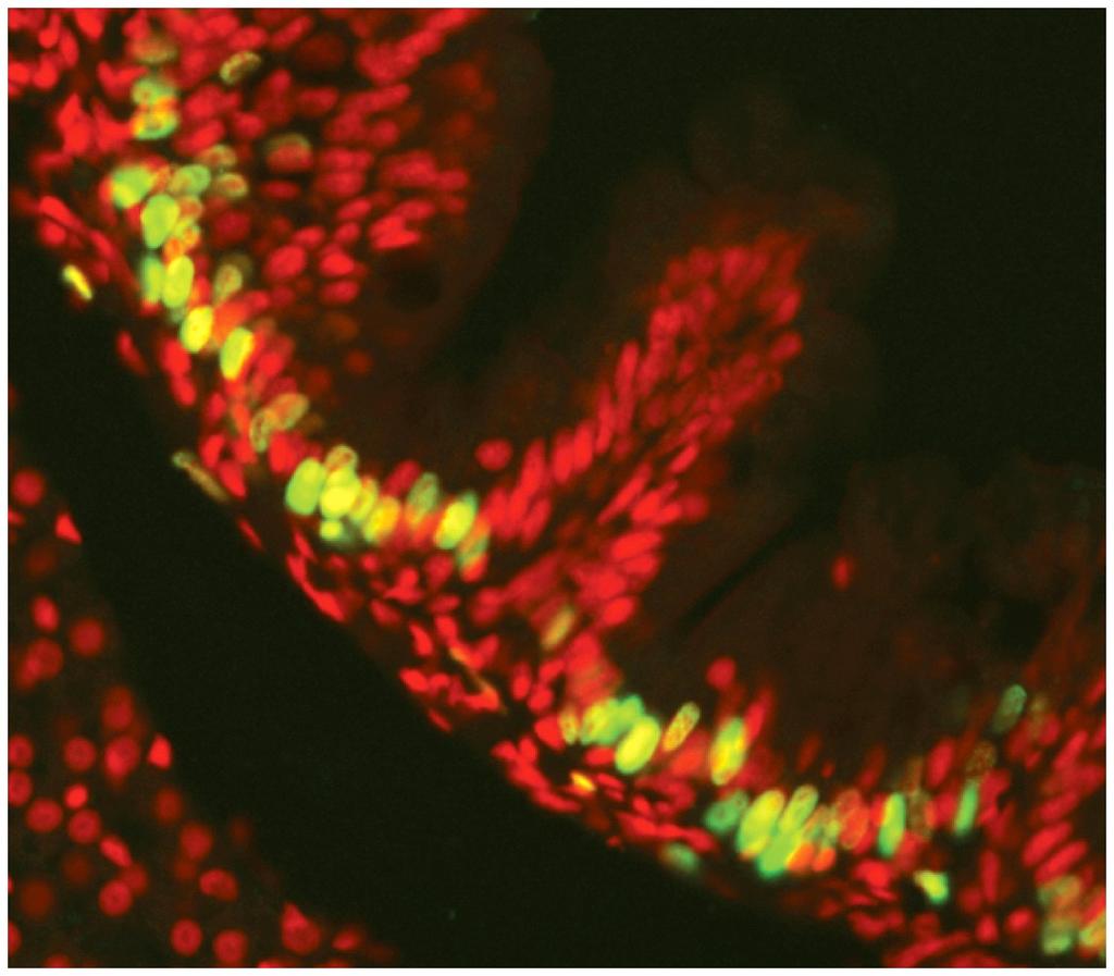 Métodos de estudo do ciclo celular Microscopia observação e contagem de células ² Uso de agentes que podem