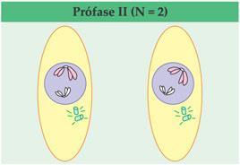 Prófase II Ocorre a condensação dos cromossomos e a