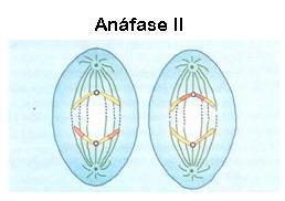 Anáfase II As cromátides-irmãs separam-se se migram para cada um dos polos da célula,