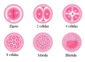 *Processo Meiose: formam as células haploides e reduz o número de cromossomos das células-filhas.