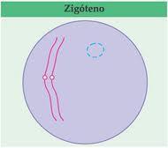 Leptóteno: cada cromossomo é formado por duas cromátides.