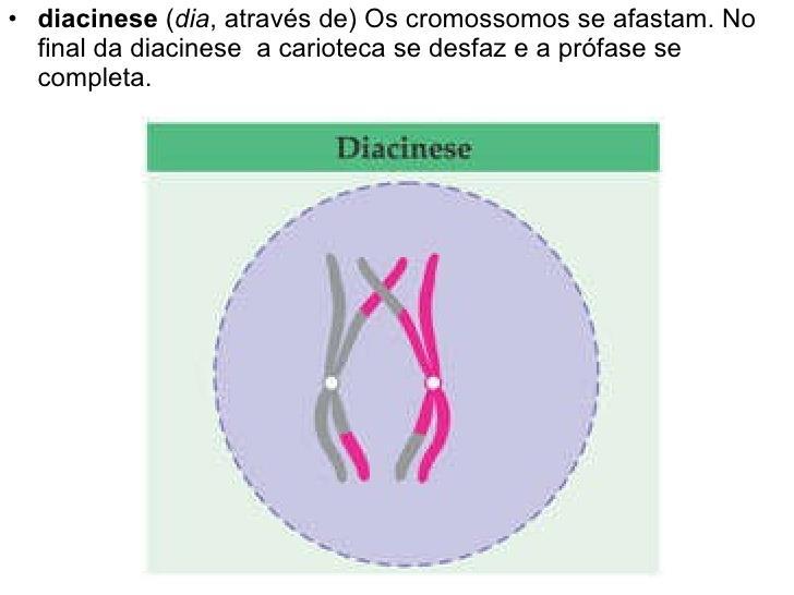 Diplóteno: os cromossomos homólogos começam a se afastar, mas permanecem ligados pelas regiões onde ocorreu a permutação.