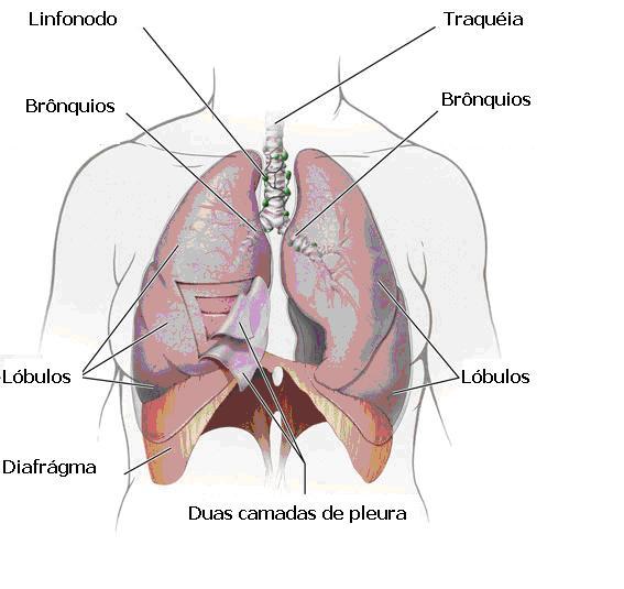 A base de cada pulmão apóia-se no diafragma, órgão músculo-membranoso que separa o tórax do abdomen, presente apenas em mamíferos, promovendo, juntamente com os músculos