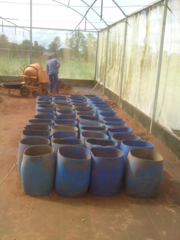 detergente, enxaguadas em água corrente e posteriormente enxaguadas com água destilada), secas em estufa a 6ºC, moídas em moinho tipo