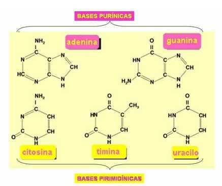 Bases Nitrogenadas As bases nitrogenadas são moléculas que