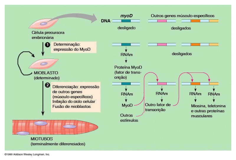 8 Figura 2. Etapas da diferenciação muscular Figura 3. Processo de regeneração muscular Referências: http://connection.lww.com/products/sadler/imagebank.asp http://www.yorku.ca/thawke/images.