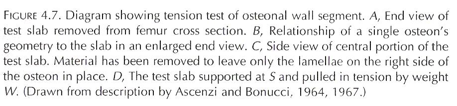 propriedades mecânicas dos osteons ensaio de tracção Ascenzi and Bonucci ensaio de tracção de